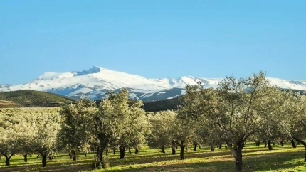 Olivar junto a Sierra Nevada.