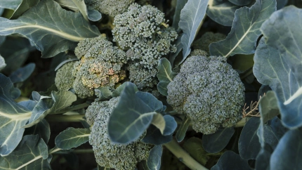 Vista de una planta de brócoli, la estrella de la huerta lorquina, en una plantación