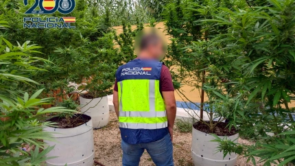 Plantación de marihuana en Ondara