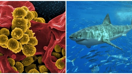 Desarrollan una fórmula universal para predecir el impacto de la temperatura en los seres vivos