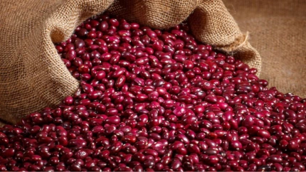 La campaña 2025 de Alubia de Anguiano: Buena en cantidad y calidad