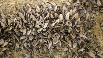 Mejillón cebra-Archivo Agencia Efe