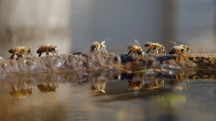 Las abejas ultilizan el agua para algo más que para beber