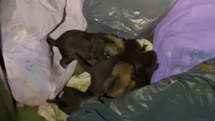 VIDEO: El tierno rescate de cinco cachorros abandonados en un contenedor en Palencia