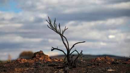 Incendios forestales en verano