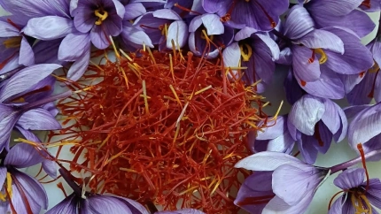 Los secretos del azafrán