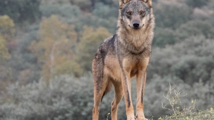 Imagen de archivo de un lobo.REMITIDA / HANDOUT por WWFFotografía remitida a medios de comunicación exclusivamente para ilustrar la noticia a la que hace referencia la imagen, y citando la procedencia de la imagen en la firma10/4/2025
