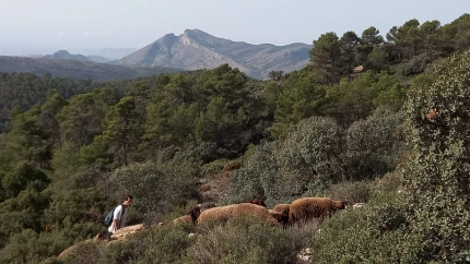 Así trabajan las ovejas que vigilan Xixona y frenan incendios antes de que ocurran