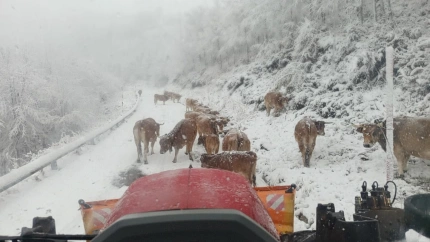 Tresviso, vacas y tractor en la carretera