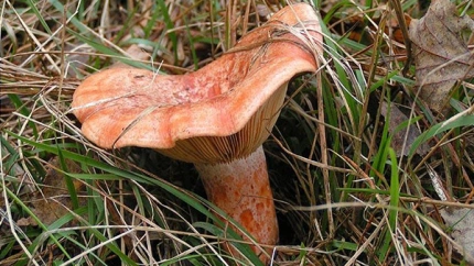 En los últimos días han aparecido algunos ejemplares de boletus y níscalo en una campaña tardía en Soria