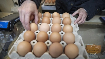 Huevos, a 20 de noviembre de 2025, Madrid