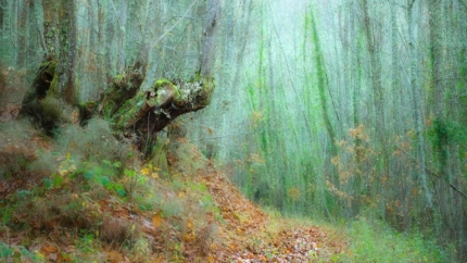 El Soto de Villar de los Barrios (León) salta a la fama internacional de la mano de National Geographic