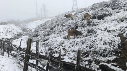 Vista de la nieve caída en Puerto de Pajares en la N-630, una de las principales carreteras en alerta en la localidad de Pajares, Asturias este jueves.