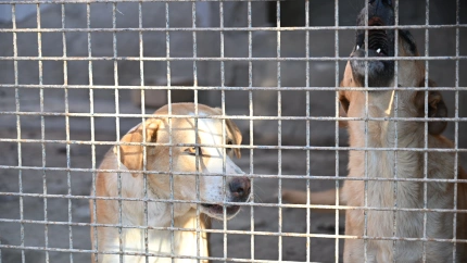 Obras de ampliación del Centro de Protección y Adopción Animal