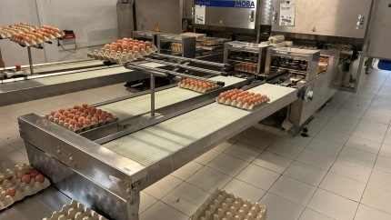 Imagen de la producción de huevos