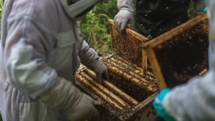 Un grupo de apicultores obtiene la mil de un colmenar