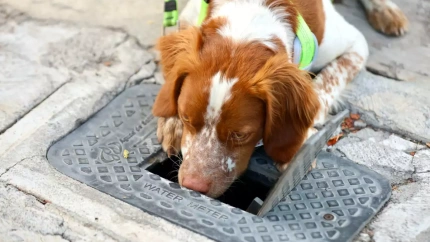 Perros rastreadores para detectar fugas de agua