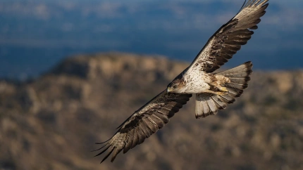Aguila perdicera en vuelo (Tony Peral)