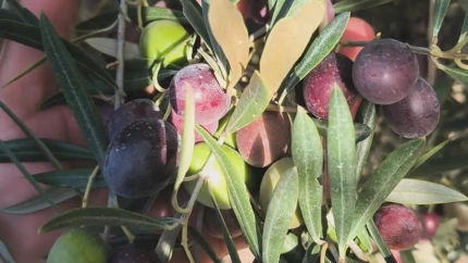 Alberto Sánchez, coordinador servicios técnicos ASAJA Cádiz