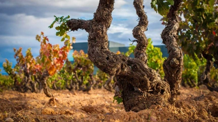 La Denominación de Origen Ribera del Duero desvela su impacto real en la economía: más de 1.330 millones de euros y 21.000 empleos