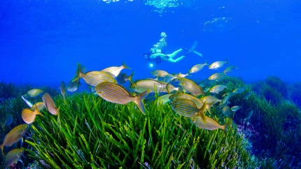 Buceo en la Región de Murcia. Instituto de Turismo Región de Murcia