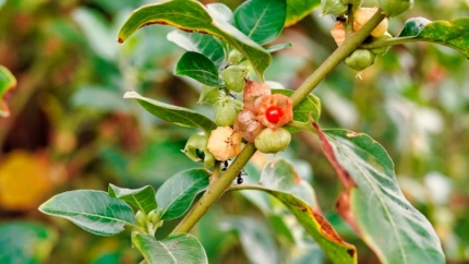 Ashwagandha