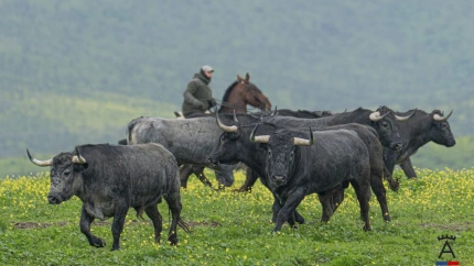 Visitas ganadería Victorino Martín