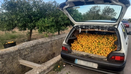 La Policía Local evita el robos de 150 kilogramos de naranjas en Burriana