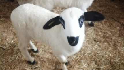 César García, ganadero palentino con explotación de ovino IGP