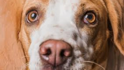 ¿Y si tu perro no te ve? Los signos ocultos que delatan problemas de visión según una oftalmóloga veterinaria