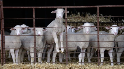 Imagen de recurso de ovejas