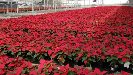 Invernadero de pascueros