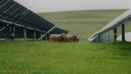 Pastoreo fotovoltaico