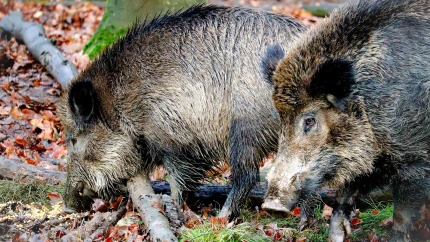 El Govern de la Generalitat ha confirmado este viernes la detección de dos positivos de peste porcina africana