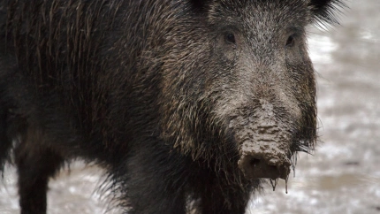 El objetivo principal es blindar el perímetro y evitar la salida de jabalíes del área de vigilancia establecida
