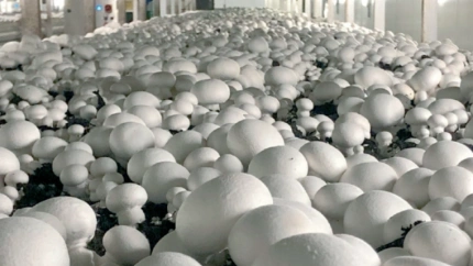 El champiñ´pon y la seta se modernizan