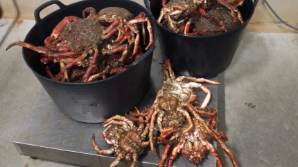 Varias centollas recogidas estos días en aguas del exterior de la ría de Ferrol