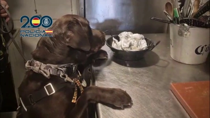 La Policía Nacional ha detenido por tráfico de drogas en Benidorm a seis personas.