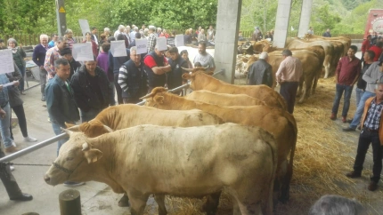 Subasta de Acruga en O Courel