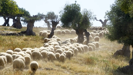 Miguel Ángel Mangana, Presidente Asociación de Ganaderos de Benaocaz