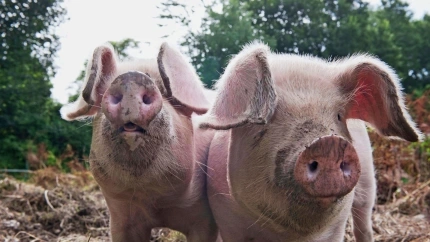 Castilla y León se prepara ante la detección de los primeros casos de peste porcina en Cataluña