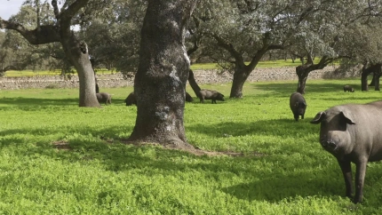 Asaja Valladolid exige un plan de control urgente del jabalí ante la amenaza de la peste porcina africana