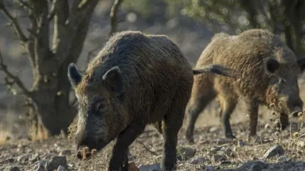 Jabalíes, los animales en los que ha sido detectado el brote de peste porcina en Cataluña. Primer caso en España desde noviembre de 1994