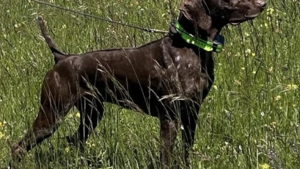 Foto del perro desaparecido