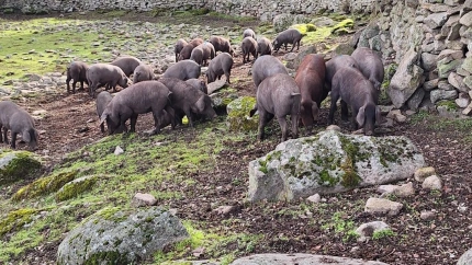 Imagen de la explotación de porcino ibérico en extensivo de la ganadera Rocío García en Ledesma (Salamanca)
