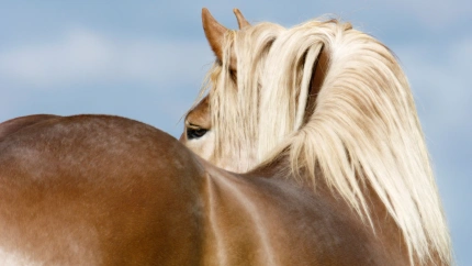 Fotografía recurso de un caballo