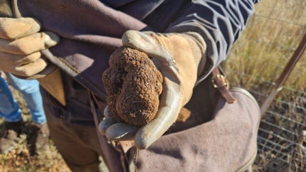 Estefanía Doñate, alcaldesa de Sarrión: "Combinamos la tradición con la innovación para acercar la mejor trufa del mundo"