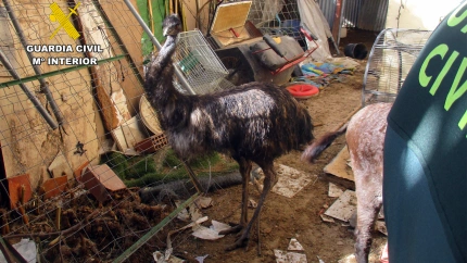 Un ejemplar de emú localizado por la Guardia Civil en un núcleo zoológico ilegal en Lorca
