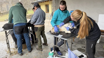 80 perros fueron donantes de sangre en una campaña organizada en Rialp (Pallars Sobirà)