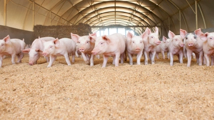 Las explotaciones ganaderas de porcino generan en Soria alrededor de 1.500 empleos directos